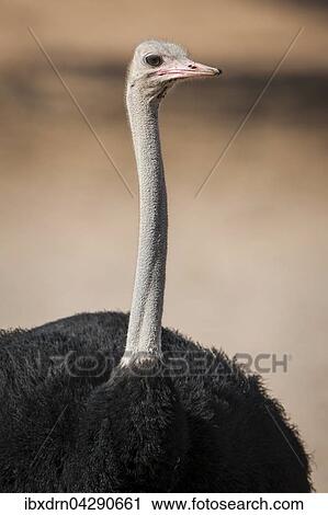 Stock Image - Strauss (Struthio camelus), Portrait, Kgalagadi Transfrontier Park, Nordkap Provinz, Sudafrika. Fotosearch
