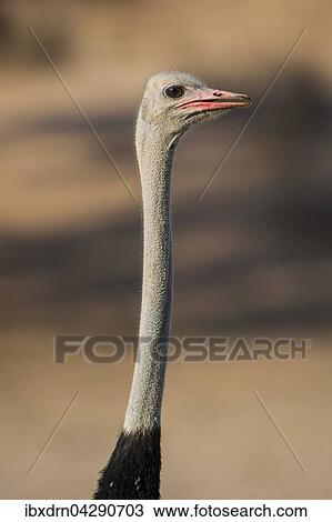 Strauss (Struthio camelus), Portrait seitlich, Kgalagadi Transfrontier Park, Nordkap Provinz, Sudafrika View Large Photo Image Stock Image - Strauss (Struthio camelus), Portrait seitlich, Kgalagadi Transfrontier Park, Nordkap Provinz, Sudafrika. Fotosearch