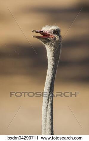 Stock Image - Strauss (Struthio camelus), Portrait, Kgalagadi Transfrontier Park, Nordkap Provinz, Sudafrika. Fotosearch