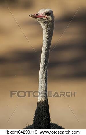 Strauss (Struthio camelus), Portrait, Kgalagadi Transfrontier Park, Nordkap Provinz, Sudafrika View Large Photo Image Stock Image - Strauss (Struthio camelus), Portrait, Kgalagadi Transfrontier Park, Nordkap Provinz, Sudafrika. Fotosearch