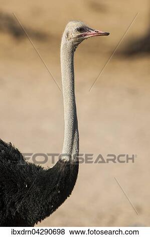 Strauss (Struthio camelus), Portrait seitlich, Kgalagadi Transfrontier Park, Nordkap Provinz, Sudafrika View Large Photo Image Stock Photo - Strauss (Struthio camelus), Portrait seitlich, Kgalagadi Transfrontier Park, Nordkap Provinz, Sudafrika. Fotosearch