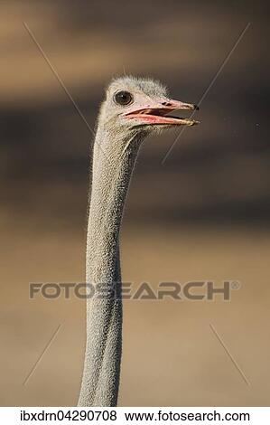 Strauss (Struthio camelus), Portrait, Kgalagadi Transfrontier Park, Nordkap Provinz, Sudafrika View Large Photo Image Stock Photo - Strauss (Struthio camelus), Portrait, Kgalagadi Transfrontier Park, Nordkap Provinz, Sudafrika. Fotosearch