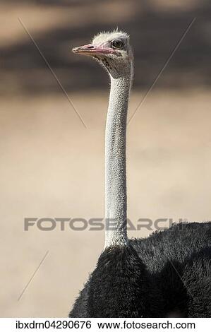 Strauss (Struthio camelus), Portrait, Kgalagadi Transfrontier Park, Nordkap Provinz, Sudafrika View Large Photo Image Stock Photograph - Strauss (Struthio camelus), Portrait, Kgalagadi Transfrontier Park, Nordkap Provinz, Sudafrika. Fotosearch