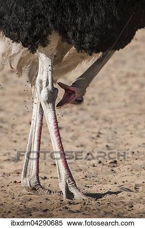 Strauss (Struthio camelus) ruft mit Kopf nach unten, Kgalagadi-Transfrontier-Nationalpark, Nordkap Provinz, Sudafrika View Large Photo Image Stock Photography - Strauss (Struthio camelus) ruft mit Kopf nach unten, Kgalagadi-Transfrontier-Nationalpark, Nordkap Provinz, Sudafrika. Fotosearch
