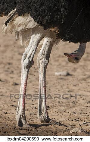 Strauss (Struthio camelus) schaut mit Kopf nach unten, Kgalagadi-Transfrontier-Nationalpark, Nordkap Provinz, Sudafrika View Large Photo Image Stock Image - Strauss (Struthio camelus) schaut mit Kopf nach unten, Kgalagadi-Transfrontier-Nationalpark, Nordkap Provinz, Sudafrika. Fotosearch