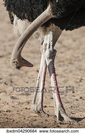 Strauss (Struthio camelus) schaut zwischen den Beinen durch, Kgalagadi-Transfrontier-Nationalpark, Nordkap Provinz, Sudafrika View Large Photo Image Picture - Strauss (Struthio camelus) schaut zwischen den Beinen durch, Kgalagadi-Transfrontier-Nationalpark, Nordkap Provinz, Sudafrika. Fotosearch