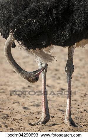 Strauss (Struthio camelus) schaut zwischen den Beinen durch, Kgalagadi-Transfrontier-Nationalpark, Nordkap Provinz, Sudafrika View Large Photo Image Stock Image - Strauss (Struthio camelus) schaut zwischen den Beinen durch, Kgalagadi-Transfrontier-Nationalpark, Nordkap Provinz, Sudafrika. Fotosearch