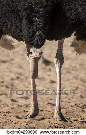 Strauss (Struthio camelus), Tierportrait, Kgalagadi-Transfrontier-Nationalpark, Nordkap Provinz, Sudafrika View Large Photo Image Stock Photograph - Strauss (Struthio camelus), Tierportrait, Kgalagadi-Transfrontier-Nationalpark, Nordkap Provinz, Sudafrika. Fotosearch