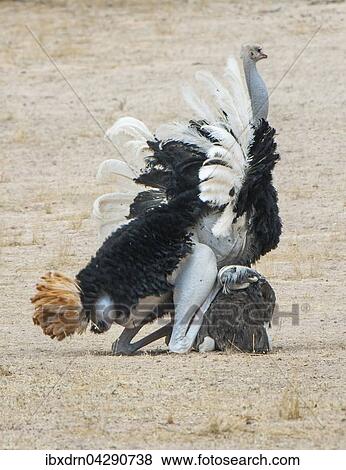 Stock Photo - Strauss (Struthio camelus), Tierpaar bei der Paarung, Balz, Begattung, Kgalagadi-Transfrontier-Nationalpark, Nordkap Provinz, Sudafrika. Fotosearch