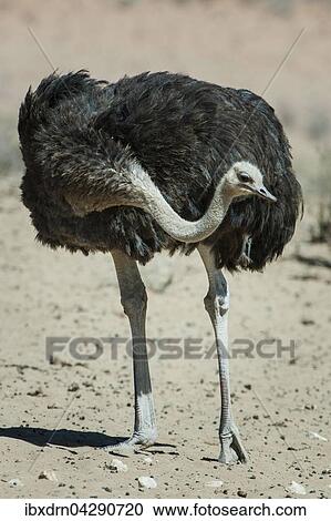 Strauss (Struthio camelus), Weibchen steht im Sand, Kgalagadi-Transfrontier-Nationalpark, Nordkap Provinz, Sudafrika View Large Photo Image Stock Image - Strauss (Struthio camelus), Weibchen steht im Sand, Kgalagadi-Transfrontier-Nationalpark, Nordkap Provinz, Sudafrika. Fotosearch