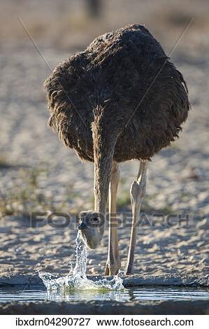 Strauss (Struthio camelus), Weibchen trinkt an einem Wasserloch, Kgalagadi-Transfrontier-Nationalpark, Nordkap Provinz, Sudafrika View Large Photo Image Stock Photo - Strauss (Struthio camelus), Weibchen trinkt an einem Wasserloch, Kgalagadi-Transfrontier-Nationalpark, Nordkap Provinz, Sudafrika. Fotosearch