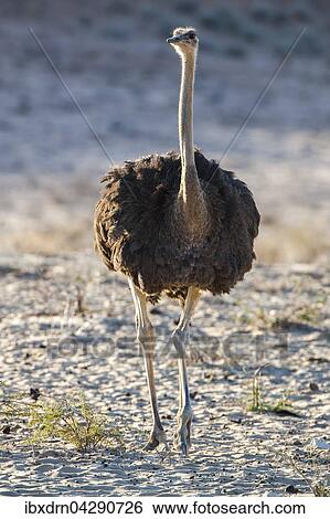 Strauss (Struthio camelus), Weibchen geht im Sand, Kgalagadi-Transfrontier-Nationalpark, Nordkap Provinz, Sudafrika View Large Photo Image Stock Photograph - Strauss (Struthio camelus), Weibchen geht im Sand, Kgalagadi-Transfrontier-Nationalpark, Nordkap Provinz, Sudafrika. Fotosearch