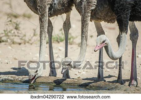 Strausse (Struthio camelus) trinken an einem Wasserloch, Kgalagadi Transfrontier Park, Nordkap Provinz, Sudafrika View Large Photo Image Stock Image - Strausse (Struthio camelus) trinken an einem Wasserloch, Kgalagadi Transfrontier Park, Nordkap Provinz, Sudafrika. Fotosearch