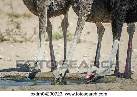 Strausse (Struthio camelus) trinken an einem Wasserloch, Kgalagadi Transfrontier Park, Nordkap Provinz, Sudafrika View Large Photo Image Stock Image - Strausse (Struthio camelus) trinken an einem Wasserloch, Kgalagadi Transfrontier Park, Nordkap Provinz, Sudafrika. Fotosearch
