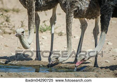 Strausse (Struthio camelus) trinken an einem Wasserloch, Kgalagadi Transfrontier Park, Nordkap Provinz, Sudafrika View Large Photo Image Stock Photography - Strausse (Struthio camelus) trinken an einem Wasserloch, Kgalagadi Transfrontier Park, Nordkap Provinz, Sudafrika. Fotosearch
