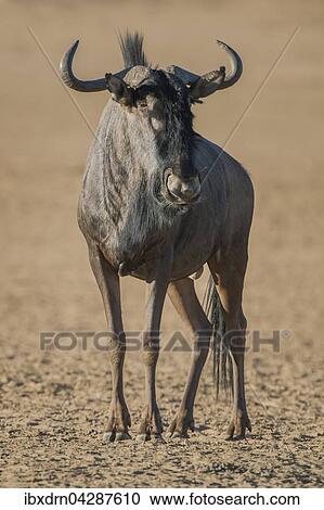 Streifengnu (Connochaetes taurinus), Kgalagadi-Transfrontier-Nationalpark, Northern Province, Sudafrika View Large Photo Image Stock Image - Streifengnu (Connochaetes taurinus), Kgalagadi-Transfrontier-Nationalpark, Northern Province, Sudafrika. Fotosearch
