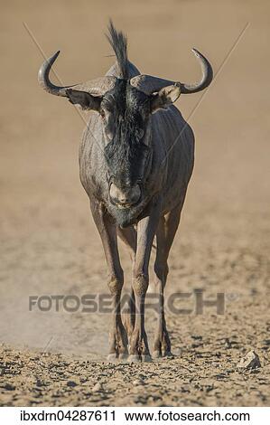 Streifengnu (Connochaetes taurinus), Kgalagadi-Transfrontier-Nationalpark, Northern Province, Sudafrika View Large Photo Image Stock Image - Streifengnu (Connochaetes taurinus), Kgalagadi-Transfrontier-Nationalpark, Northern Province, Sudafrika. Fotosearch