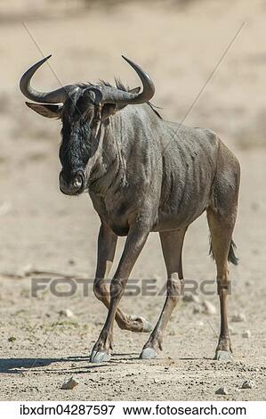 Stock Photo - Streifengnu (Connochaetes taurinus), Kgalagadi-Transfrontier-Nationalpark, Northern Province, Sudafrika. Fotosearch
