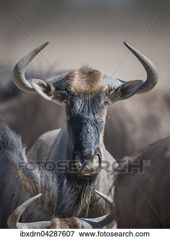 Streifengnu (Connochaetes taurinus), Kgalagadi-Transfrontier-Nationalpark, Northern Province, Sudafrika View Large Photo Image Stock Photo - Streifengnu (Connochaetes taurinus), Kgalagadi-Transfrontier-Nationalpark, Northern Province, Sudafrika. Fotosearch