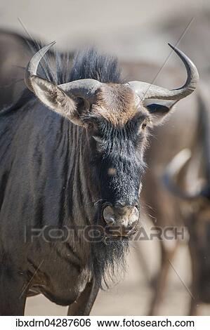 Streifengnu (Connochaetes taurinus), Kgalagadi-Transfrontier-Nationalpark, Northern Province, Sudafrika View Large Photo Image Stock Photograph - Streifengnu (Connochaetes taurinus), Kgalagadi-Transfrontier-Nationalpark, Northern Province, Sudafrika. Fotosearch