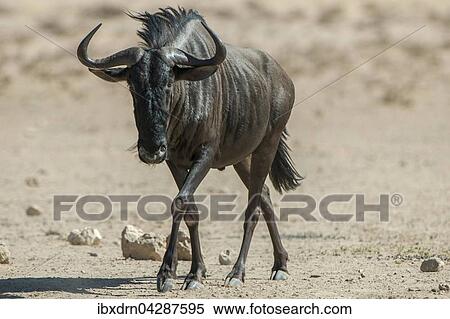 Streifengnu (Connochaetes taurinus), Kgalagadi-Transfrontier-Nationalpark, Northern Province, Sudafrika View Large Photo Image Stock Photography - Streifengnu (Connochaetes taurinus), Kgalagadi-Transfrontier-Nationalpark, Northern Province, Sudafrika. Fotosearch