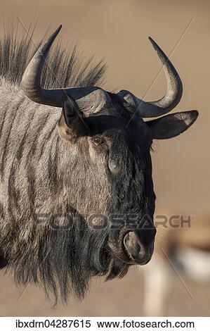 Streifengnu (Connochaetes taurinus), Kgalagadi-Transfrontier-Nationalpark, Northern Province, Sudafrika View Large Photo Image Stock Photography - Streifengnu (Connochaetes taurinus), Kgalagadi-Transfrontier-Nationalpark, Northern Province, Sudafrika. Fotosearch