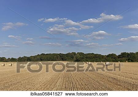 Stubble field with hay bales, blue sky, summer, Lower Rhine, North Rhine-Westphalia, Germany, Europe View Large Photo Image Stock Photo - Stubble field with hay bales, blue sky, summer, Lower Rhine, North Rhine-Westphalia, Germany, Europe. Fotosearch