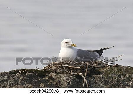 Stock Image - Sturmmove (Larus canus) auf dem Nest, Inarisee, Lappland, Finnland, Europa. Fotosearch