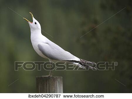 Sturmmove (Larus canus) rufend, Finnland, Europa View Large Photo Image Stock Photo - Sturmmove (Larus canus) rufend, Finnland, Europa. Fotosearch