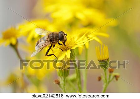 Stock Photograph - Syrphid hover fly, probably Eristalis tenax, collecting nectar from a flower of Common ragwort (Senecio jacobaea), Somerset, England, United Kingdom, Europe. Fotosearch