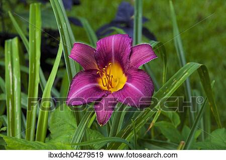Stock Photo - Taglilie (Hemerocallis), Quebec, Kanada, Nordamerika. Fotosearch