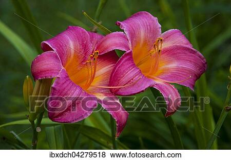 Stock Photo - Taglilien (Hemerocallis), Quebec, Kanada, Nordamerika. Fotosearch