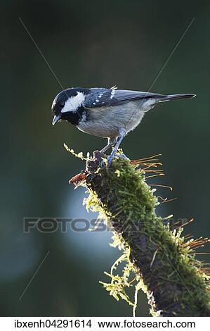 Tannenmeise (Parus ater), Emsland, Niedersachsen, Deutschland, Europa View Large Photo Image Picture - Tannenmeise (Parus ater), Emsland, Niedersachsen, Deutschland, Europa. Fotosearch