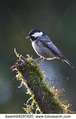 Tannenmeise (Parus ater) sitzt auf bemoostem Ast, Emsland, Niedersachsen, Deutschland, Europa View Large Photo Image Stock Image - Tannenmeise (Parus ater) sitzt auf bemoostem Ast, Emsland, Niedersachsen, Deutschland, Europa. Fotosearch