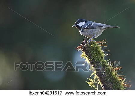 Tannenmeise (Parus ater) sitzt auf bemoostem Ast, Emsland, Niedersachsen, Deutschland, Europa View Large Photo Image Stock Photo - Tannenmeise (Parus ater) sitzt auf bemoostem Ast, Emsland, Niedersachsen, Deutschland, Europa. Fotosearch