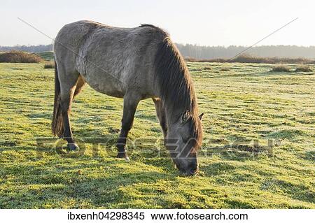 Tarpan (Equus ferus ferus), Ruckzuchtung, Wacholderhain Haselunne, Emsland, Niedersachsen, Deutschland, Europa View Large Photo Image Stock Photography - Tarpan (Equus ferus ferus), Ruckzuchtung, Wacholderhain Haselunne, Emsland, Niedersachsen, Deutschland, Europa. Fotosearch
