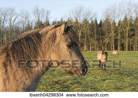 Picture - Tarpane (Equus ferus ferus), Ruckzuchtung, Wacholderhain Haselunne, Emsland, Niedersachsen, Deutschland, Europa. Fotosearch