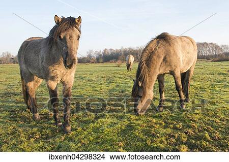 Tarpane (Equus ferus ferus), Ruckzuchtung, Wacholderhain Haselunne, Emsland, Niedersachsen, Deutschland, Europa View Large Photo Image Picture - Tarpane (Equus ferus ferus), Ruckzuchtung, Wacholderhain Haselunne, Emsland, Niedersachsen, Deutschland, Europa. Fotosearch