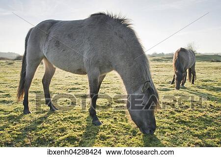 Tarpane (Equus ferus ferus), Ruckzuchtung, Wacholderhain Haselunne, Emsland, Niedersachsen, Deutschland, Europa View Large Photo Image Picture - Tarpane (Equus ferus ferus), Ruckzuchtung, Wacholderhain Haselunne, Emsland, Niedersachsen, Deutschland, Europa. Fotosearch