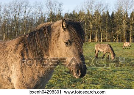 Stock Image - Tarpane (Equus ferus ferus), Ruckzuchtung, Wacholderhain Haselunne, Emsland, Niedersachsen, Deutschland, Europa. Fotosearch