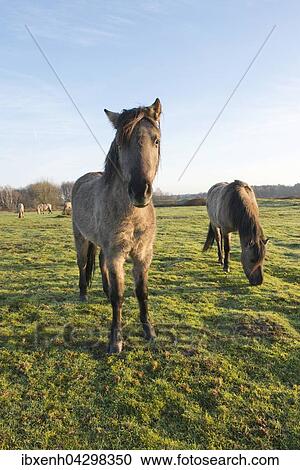Tarpane (Equus ferus ferus), Ruckzuchtung, Wacholderhain Haselunne, Emsland, Niedersachsen, Deutschland, Europa View Large Photo Image Stock Image - Tarpane (Equus ferus ferus), Ruckzuchtung, Wacholderhain Haselunne, Emsland, Niedersachsen, Deutschland, Europa. Fotosearch