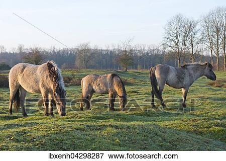 Tarpane (Equus ferus ferus), Ruckzuchtung, Wacholderhain Haselunne, Emsland, Niedersachsen, Deutschland, Europa View Large Photo Image Stock Photo - Tarpane (Equus ferus ferus), Ruckzuchtung, Wacholderhain Haselunne, Emsland, Niedersachsen, Deutschland, Europa. Fotosearch
