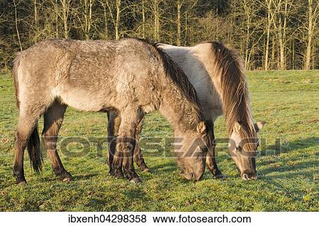 Tarpane (Equus ferus ferus), Ruckzuchtung, Wacholderhain Haselunne, Emsland, Niedersachsen, Deutschland, Europa View Large Photo Image Stock Photo - Tarpane (Equus ferus ferus), Ruckzuchtung, Wacholderhain Haselunne, Emsland, Niedersachsen, Deutschland, Europa. Fotosearch