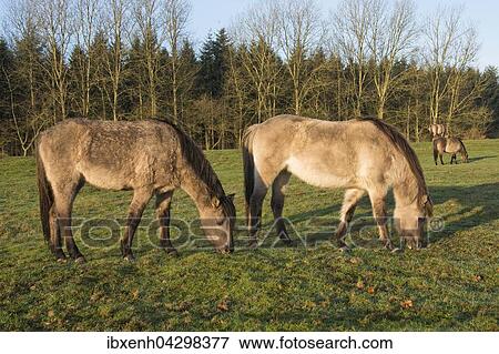 Tarpane (Equus ferus ferus), Ruckzuchtung, Wacholderhain Haselunne, Emsland, Niedersachsen, Deutschland, Europa View Large Photo Image Stock Photo - Tarpane (Equus ferus ferus), Ruckzuchtung, Wacholderhain Haselunne, Emsland, Niedersachsen, Deutschland, Europa. Fotosearch
