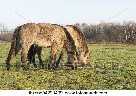 Tarpane (Equus ferus ferus), Ruckzuchtung, Wacholderhain Haselunne, Emsland, Niedersachsen, Deutschland, Europa View Large Photo Image Stock Photo - Tarpane (Equus ferus ferus), Ruckzuchtung, Wacholderhain Haselunne, Emsland, Niedersachsen, Deutschland, Europa. Fotosearch