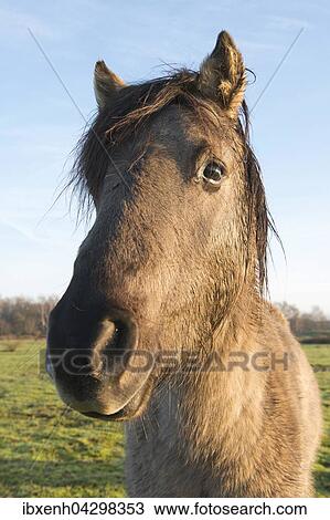 Tarpans (Equus ferus ferus), Ruckzuchtung, Wacholderhain Haselunne, Emsland, Niedersachsen, Deutschland, Europa View Large Photo Image Stock Image - Tarpans (Equus ferus ferus), Ruckzuchtung, Wacholderhain Haselunne, Emsland, Niedersachsen, Deutschland, Europa. Fotosearch