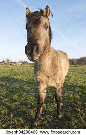 Stock Image - Tarpans (Equus ferus ferus), Ruckzuchtung, Wacholderhain Haselunne, Emsland, Niedersachsen, Deutschland, Europa. Fotosearch
