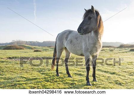 Tarpans (Equus ferus ferus), Ruckzuchtung, Wacholderhain Haselunne, Emsland, Niedersachsen, Deutschland, Europa View Large Photo Image Stock Photograph - Tarpans (Equus ferus ferus), Ruckzuchtung, Wacholderhain Haselunne, Emsland, Niedersachsen, Deutschland, Europa. Fotosearch