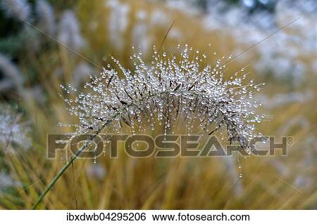 Tautropfen, Wassertropfen auf einem Lampenputzergras, Federborstengras (Pennisetum alopecuroides), Deutschland, Europa View Large Photo Image Stock Photograph - Tautropfen, Wassertropfen auf einem Lampenputzergras, Federborstengras (Pennisetum alopecuroides), Deutschland, Europa. Fotosearch