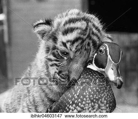 Stock Photo - Tiger baby cuddles with duck, England, Great Britain. Fotosearch
